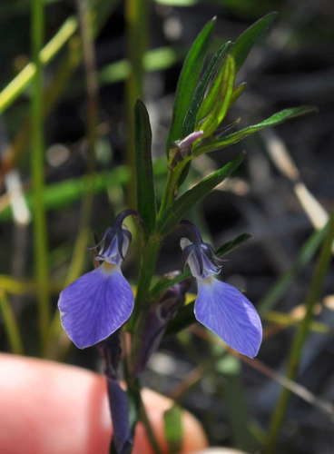 Image of Pigea vernonii by (c) Kevin Sparrow, some rights reserved (CC BY)