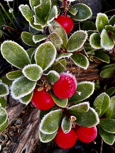 bearberry