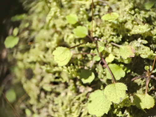 Lagenophora strangulata, 2026-09-30