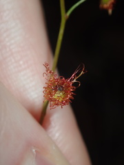 Drosera peltata