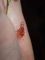 Drosera peltata