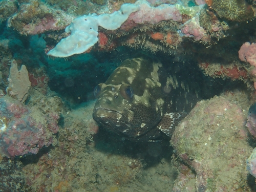 Epinephelus polyphekadion observed 2026-10-01