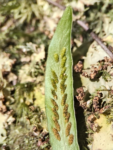 Notogrammitis billardierei observed 2026-09-30