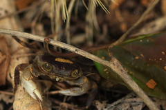 Geograpsus grayi