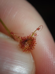 Drosera peltata