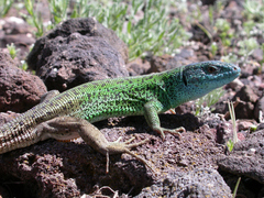 Lacerta strigata