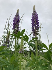 Lupinus polyphyllus