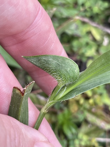 Commelina gambiae (Commelina gambiae)
