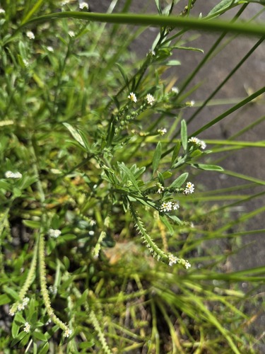 Euploca procumbens observed 2026-09-15