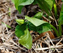 Trillium camschatcense