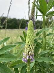 Lupinus polyphyllus