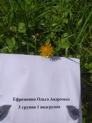 Taraxacum officinale