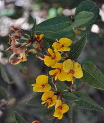Platylobium parviflorum