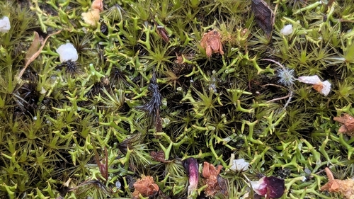 Cladia aggregata observed 2026-10-01