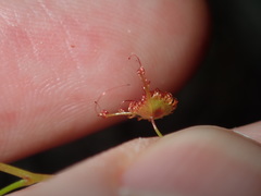 Drosera peltata