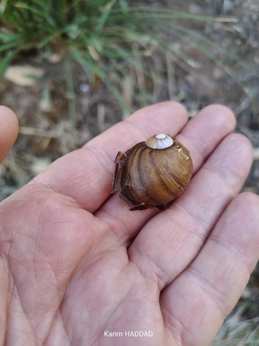 Green Garden Snail