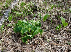 Trillium camschatcense