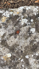 Pyrrhocoris apterus