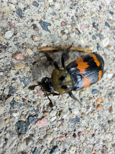 Tomentose Burying Beetle