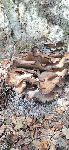 Giant Polypore