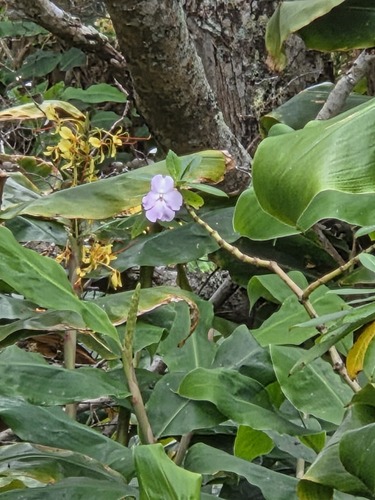 Impatiens sodenii, 2026-08-27