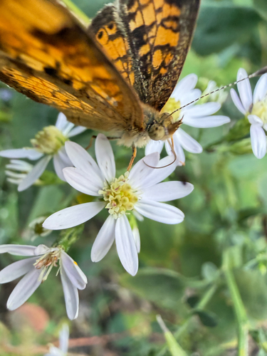 Pearl Crescent