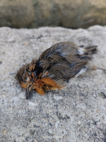 European Robin