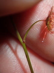 Drosera peltata