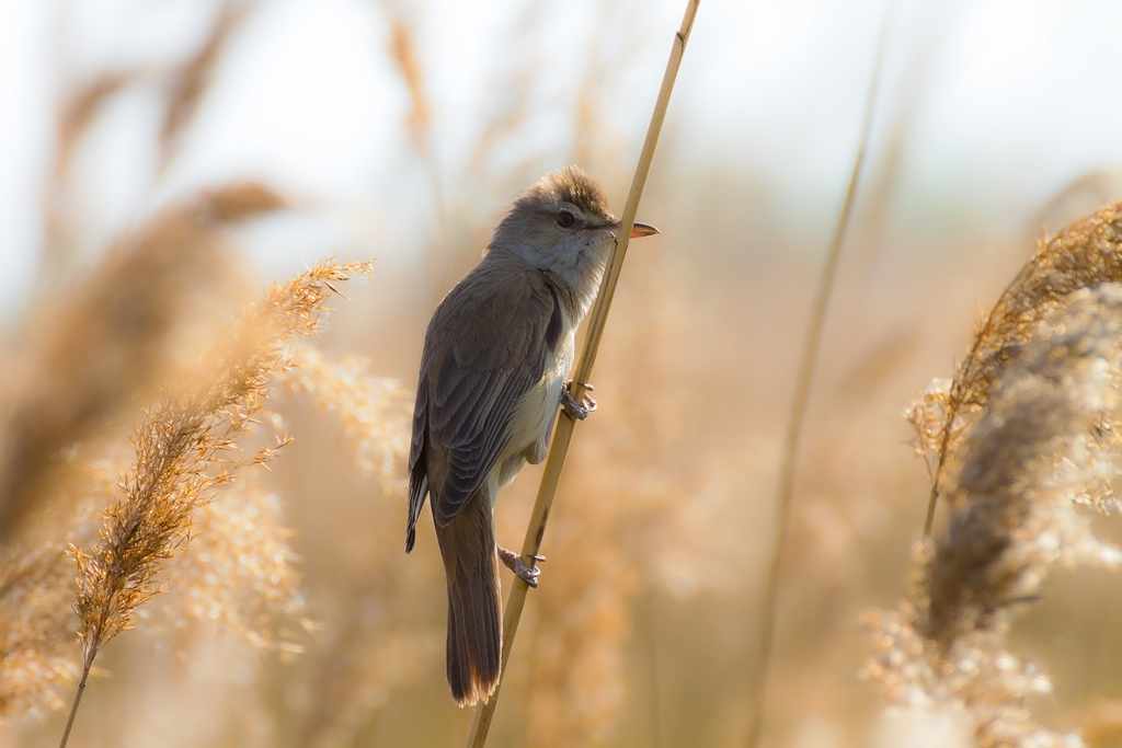 Western Great Reed Warbler