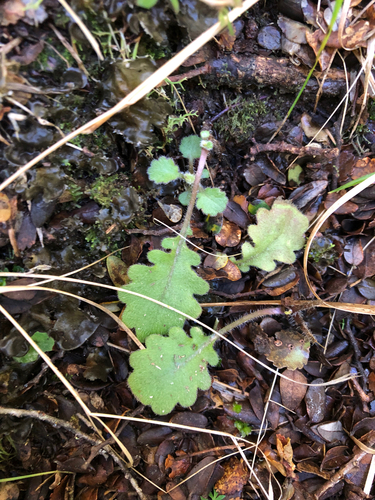Lagenophora pinnatifida, 2026-09-30
