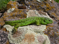 Lacerta agilis brevicaudata