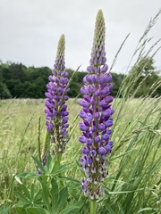 Lupinus polyphyllus
