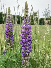 Lupinus polyphyllus