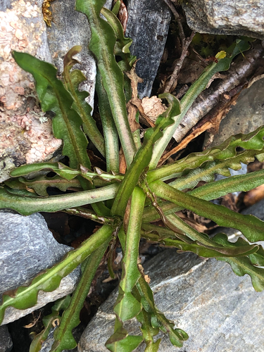 Microseris scapigera, 2026-09-30