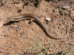 Eumeces schneiderii princeps