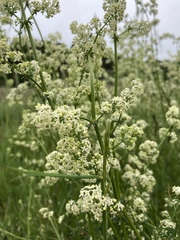 Galium