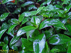 Belosynapsis ciliata