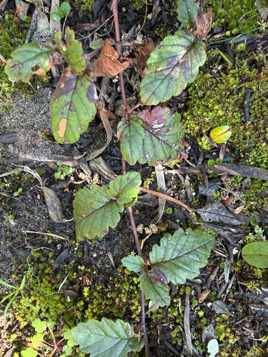 Hibbertia grossulariifolia observed 2026-10-02
