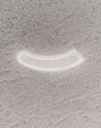 Caecum auriculatum observed 2026-07-03