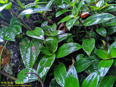 Belosynapsis ciliata