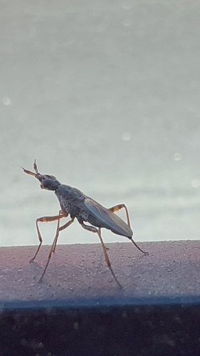 Longhorn Cactus Fly