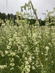 Galium
