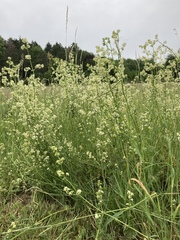 Galium