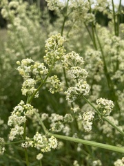 Galium