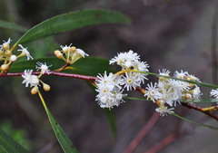 Eucalyptus elata