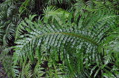 Blechnum nudum