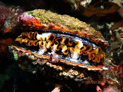 Spondylus varius observed 2026-10-02