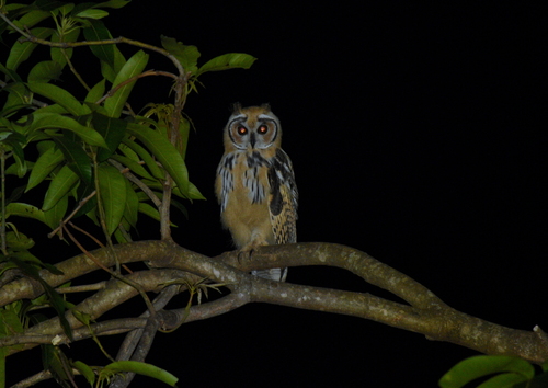 Striped Owl