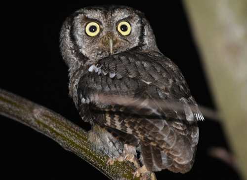 Tropical Screech-Owl