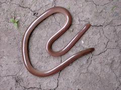 Xerotyphlops vermicularis